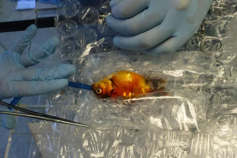 Best Practices for Dental Care in Fish