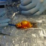 Best Practices for Dental Care in Fish