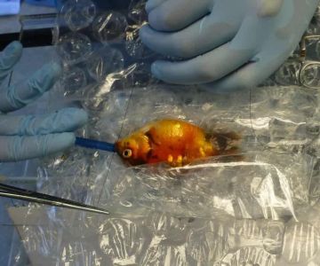 Best Practices for Dental Care in Fish