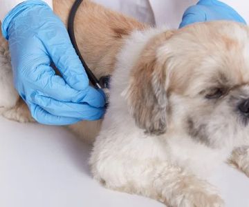Complete Guide to Common Illnesses for Puppies: Symptoms, Causes, and Treatments