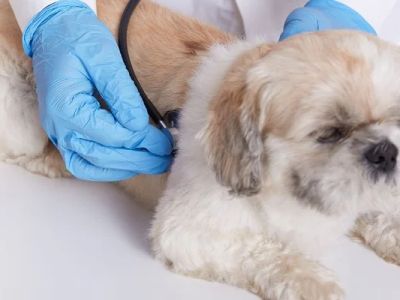 Complete Guide to Common Illnesses for Puppies: Symptoms, Causes, and Treatments