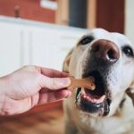 Emergency Vet Advice Explained: Keeping Your Dogs Healthy in the UK