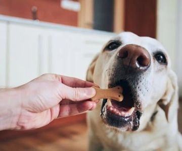 Emergency Vet Advice Explained: Keeping Your Dogs Healthy in the UK