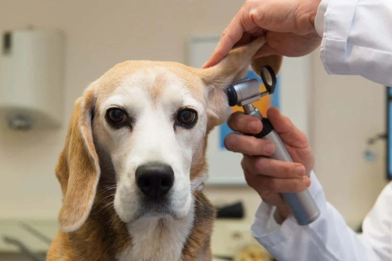 UK Pet Owner’s Guide to Health Checkups for Puppies