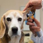 UK Pet Owner’s Guide to Health Checkups for Puppies