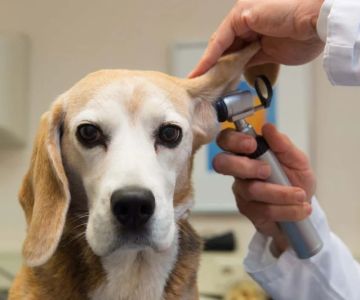 UK Pet Owner’s Guide to Health Checkups for Puppies