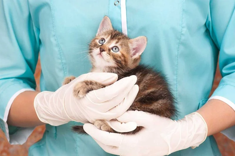 Vet-Approved Puppy and Kitten Care for Kittens: Essential Tips for Their Health and Happiness