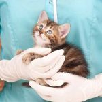 Vet-Approved Puppy and Kitten Care for Kittens: Essential Tips for Their Health and Happiness