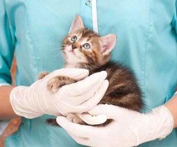 Vet-Approved Puppy and Kitten Care for Kittens: Essential Tips for Their Health and Happiness