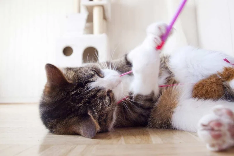 UK Pet Owner’s Guide to Behaviour Training for Kittens