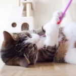 UK Pet Owner’s Guide to Behaviour Training for Kittens