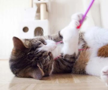 UK Pet Owner’s Guide to Behaviour Training for Kittens