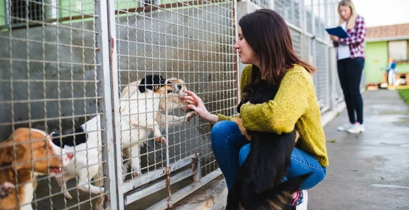 Top 10 Adoption Guide Every Dog Owner in the UK Should Know