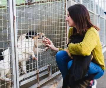 Top 10 Adoption Guide Every Dog Owner in the UK Should Know