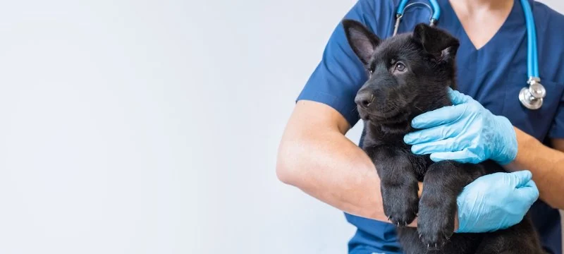First Aid Tips Explained: Keeping Your Puppies Healthy in the UK