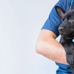 First Aid Tips Explained: Keeping Your Puppies Healthy in the UK