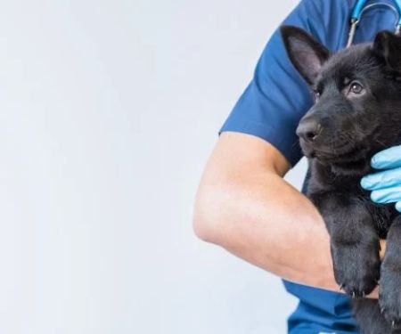 First Aid Tips Explained: Keeping Your Puppies Healthy in the UK