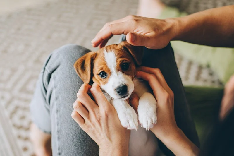 UK Pet Owner’s Guide to Puppy, Kitten, and Bird Care