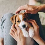 UK Pet Owner’s Guide to Puppy, Kitten, and Bird Care