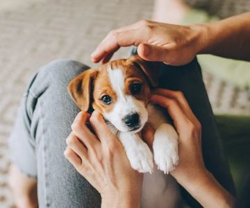 UK Pet Owner’s Guide to Puppy, Kitten, and Bird Care