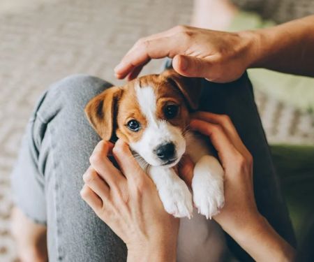 UK Pet Owner’s Guide to Puppy, Kitten, and Bird Care