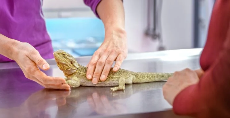 Emergency Vet Advice: Keeping Your Reptiles Healthy in the UK