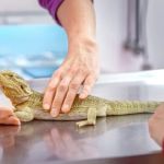 Emergency Vet Advice: Keeping Your Reptiles Healthy in the UK