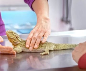Emergency Vet Advice: Keeping Your Reptiles Healthy in the UK