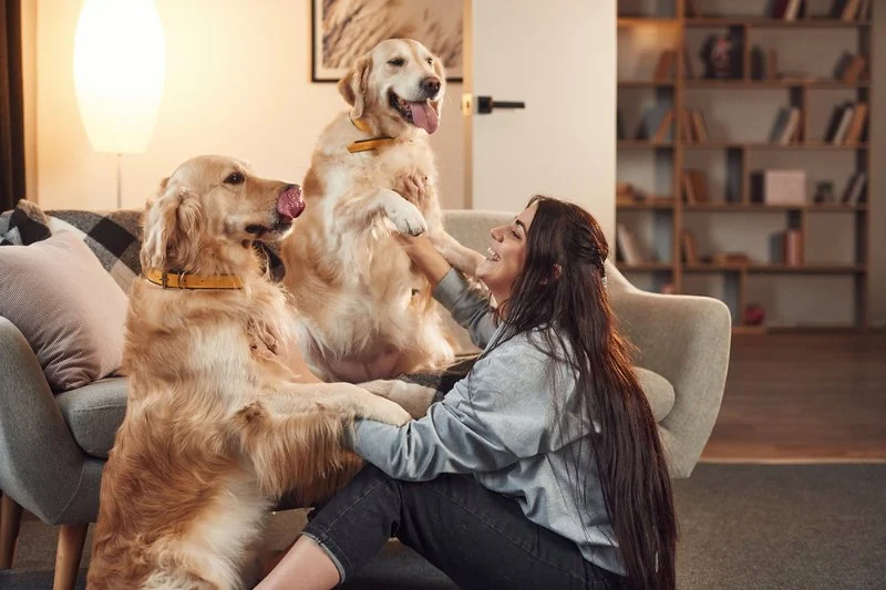 How to Improve Your Dog's Mental Health at Home