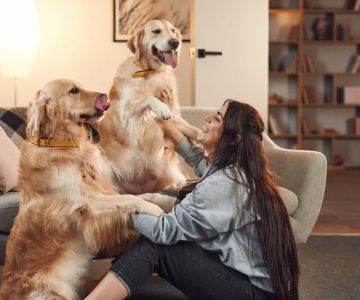 How to Improve Your Dog's Mental Health at Home
