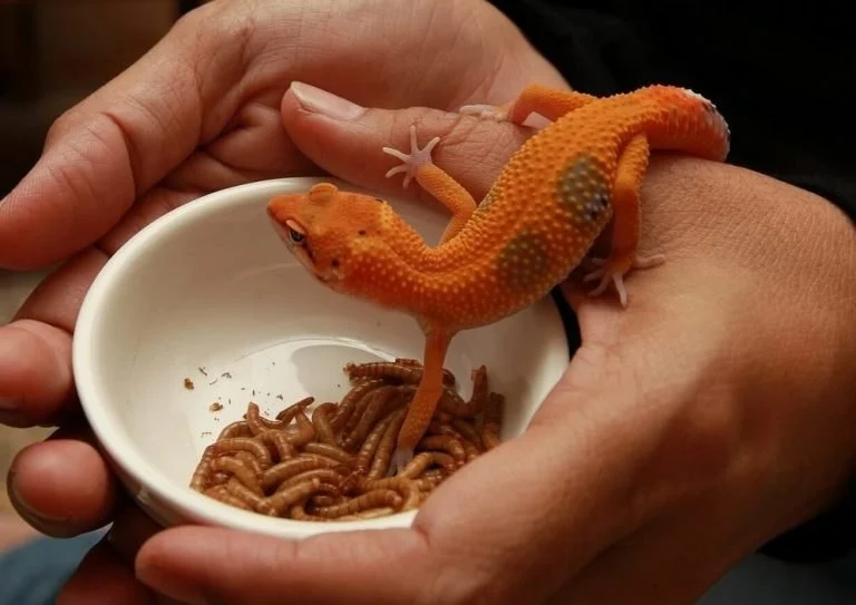 Nutrition Tips for Reptiles: What UK Pet Owners Need to Know