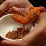 Nutrition Tips for Reptiles: What UK Pet Owners Need to Know