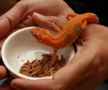 Nutrition Tips for Reptiles: What UK Pet Owners Need to Know