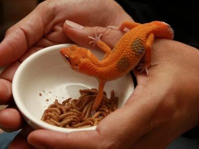 Nutrition Tips for Reptiles: What UK Pet Owners Need to Know