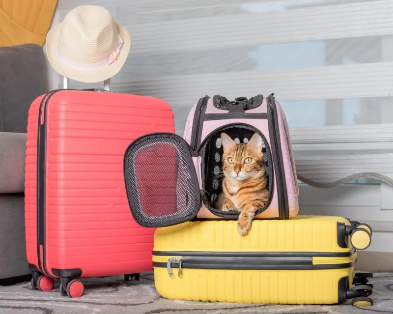 The Importance of Travel Safety for Kittens – UK Edition