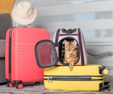 The Importance of Travel Safety for Kittens – UK Edition