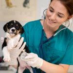 Vet-Approved Mental Health for Puppies: Key Strategies to Support Your Pup