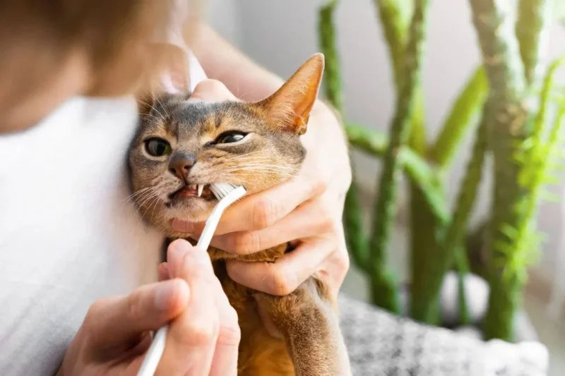 Complete Guide to Dental Care for Kittens