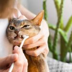 Complete Guide to Dental Care for Kittens