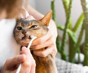 Complete Guide to Dental Care for Kittens