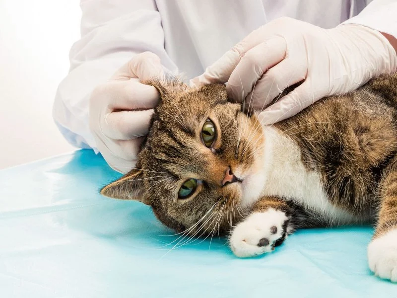 Vet-Approved Parasite Prevention for Kittens: Essential Tips for Pet Owners