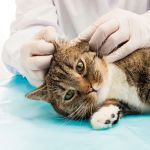 Vet-Approved Parasite Prevention for Kittens: Essential Tips for Pet Owners