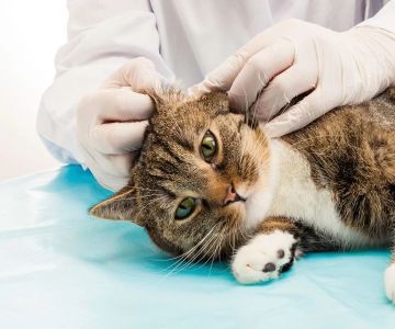 Vet-Approved Parasite Prevention for Kittens: Essential Tips for Pet Owners