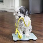 UK Pet Owner’s Guide to Weight Management for Dogs