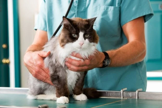 Best Practices for Spaying and Neutering Cats: A Complete Guide