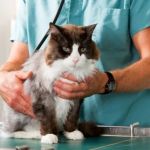 Best Practices for Spaying and Neutering Cats: A Complete Guide