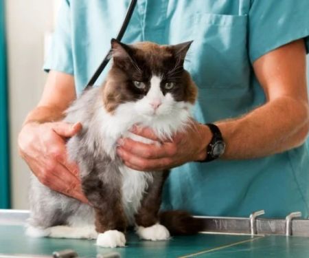 Best Practices for Spaying and Neutering Cats: A Complete Guide