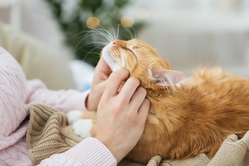 Expert Vet Advice on Preventive Care for Cats: Keep Your Cat Healthy