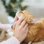 Expert Vet Advice on Preventive Care for Cats: Keep Your Cat Healthy