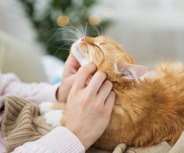 Expert Vet Advice on Preventive Care for Cats: Keep Your Cat Healthy